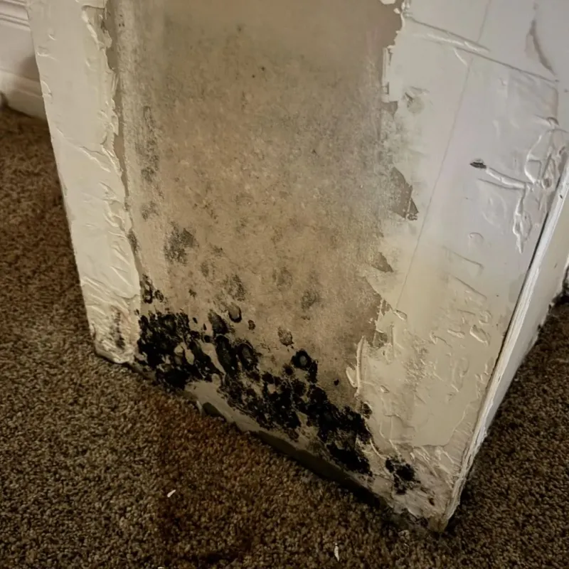 Professional Mold Removal in Manchester, KY